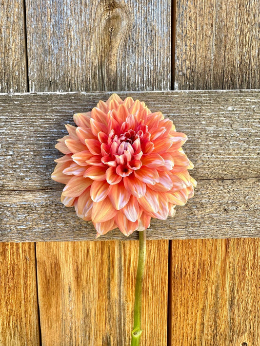 A La Mode - Pedaling Petals