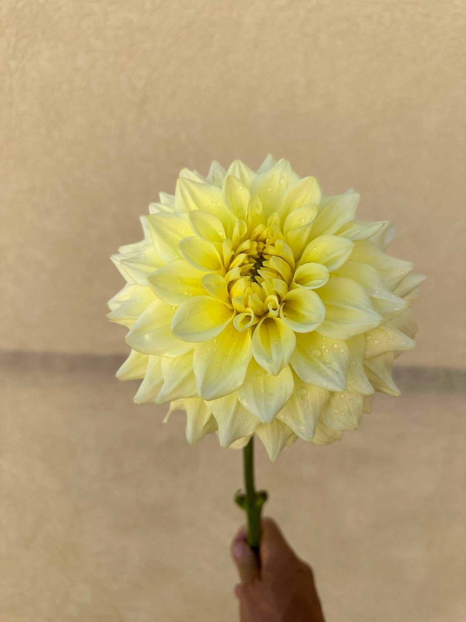 Apeeling Dahlia tuber - Pedaling Petals