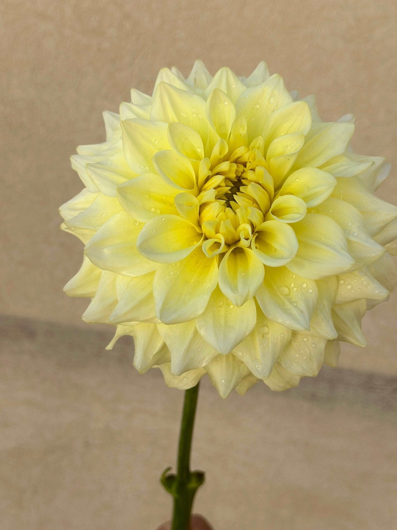 Apeeling Dahlia tuber - Pedaling Petals