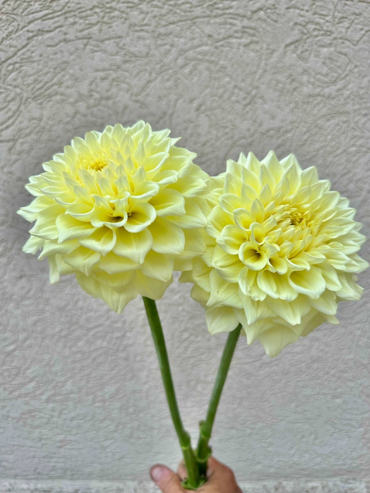 Apeeling Dahlia tuber - Pedaling Petals
