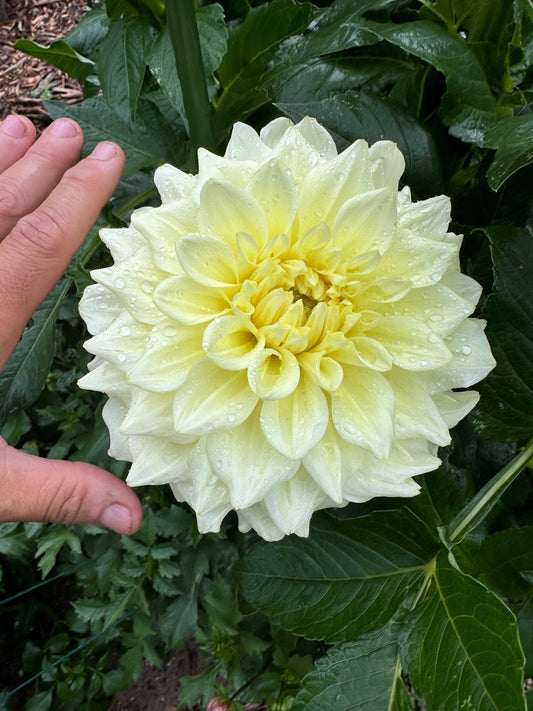 Apeeling Dahlia tuber - Pedaling Petals