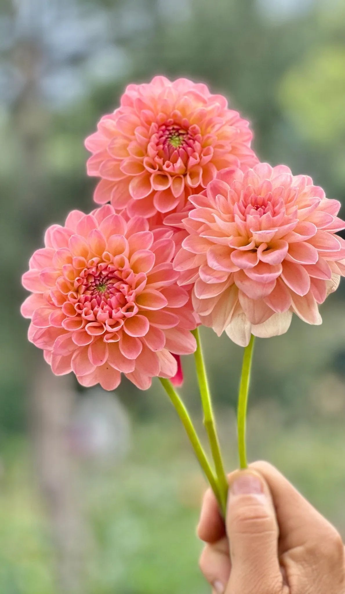 Barbarry Dominion dahlia tuber - Pedaling Petals