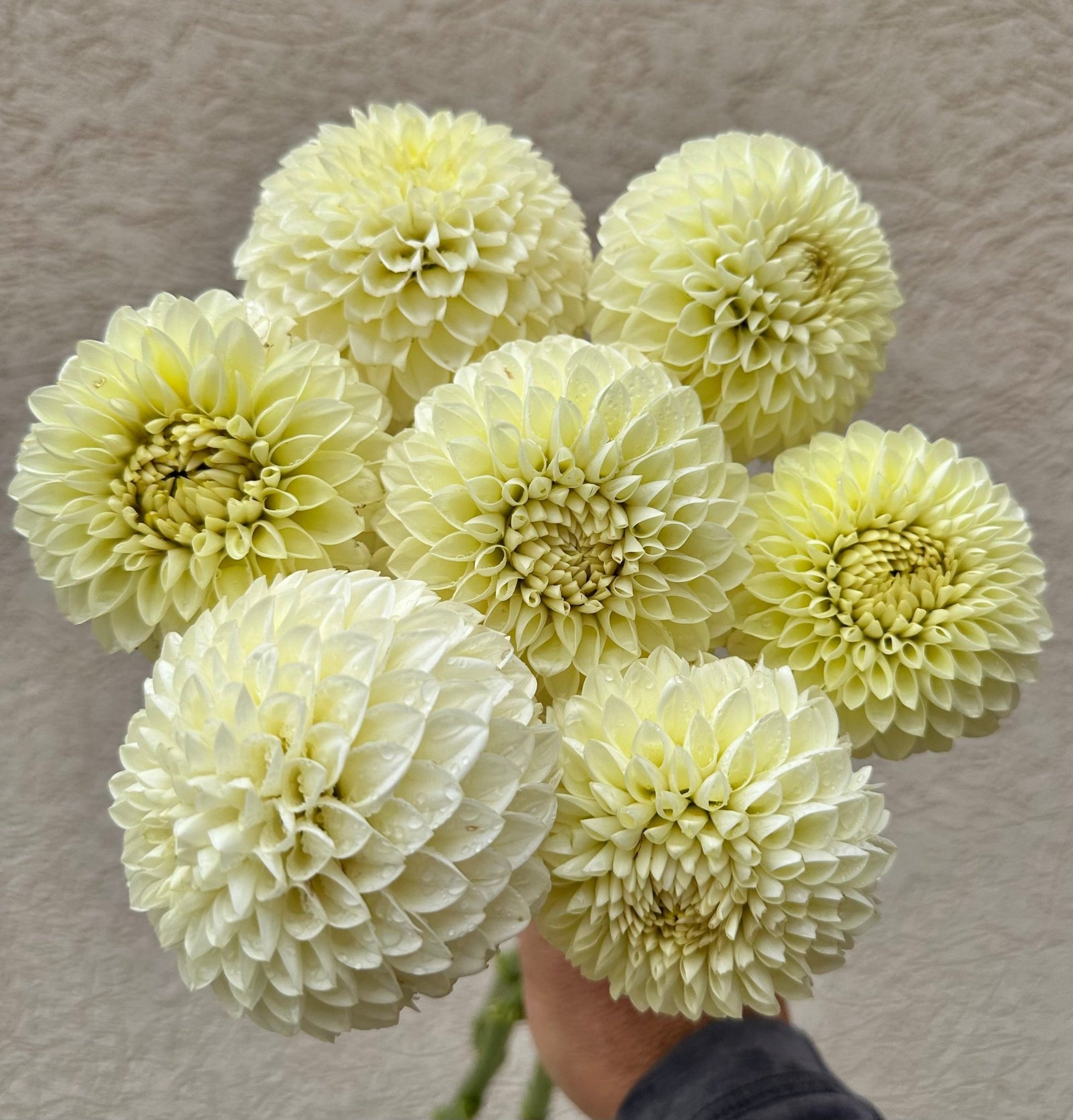 Barbarry Primrose dahlia tuber - Pedaling Petals