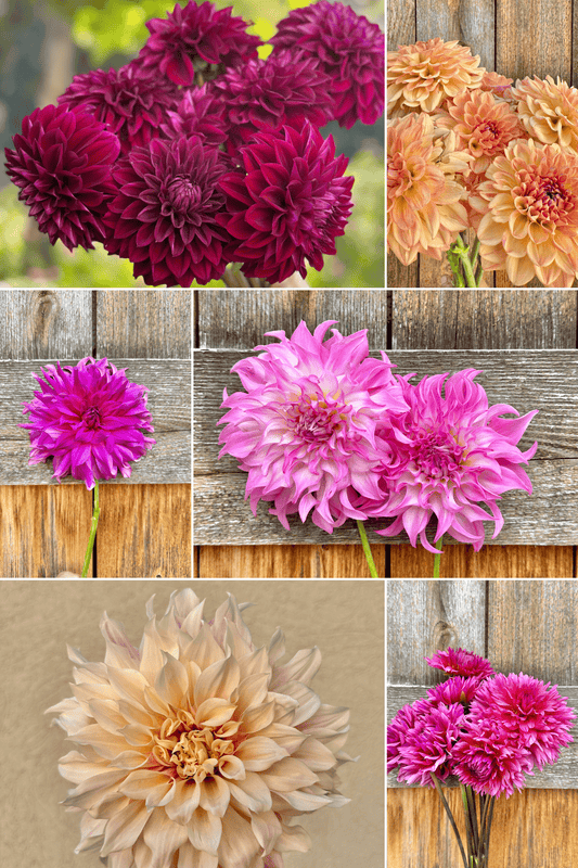Beginner dahlia tuber collection - Pedaling Petals
