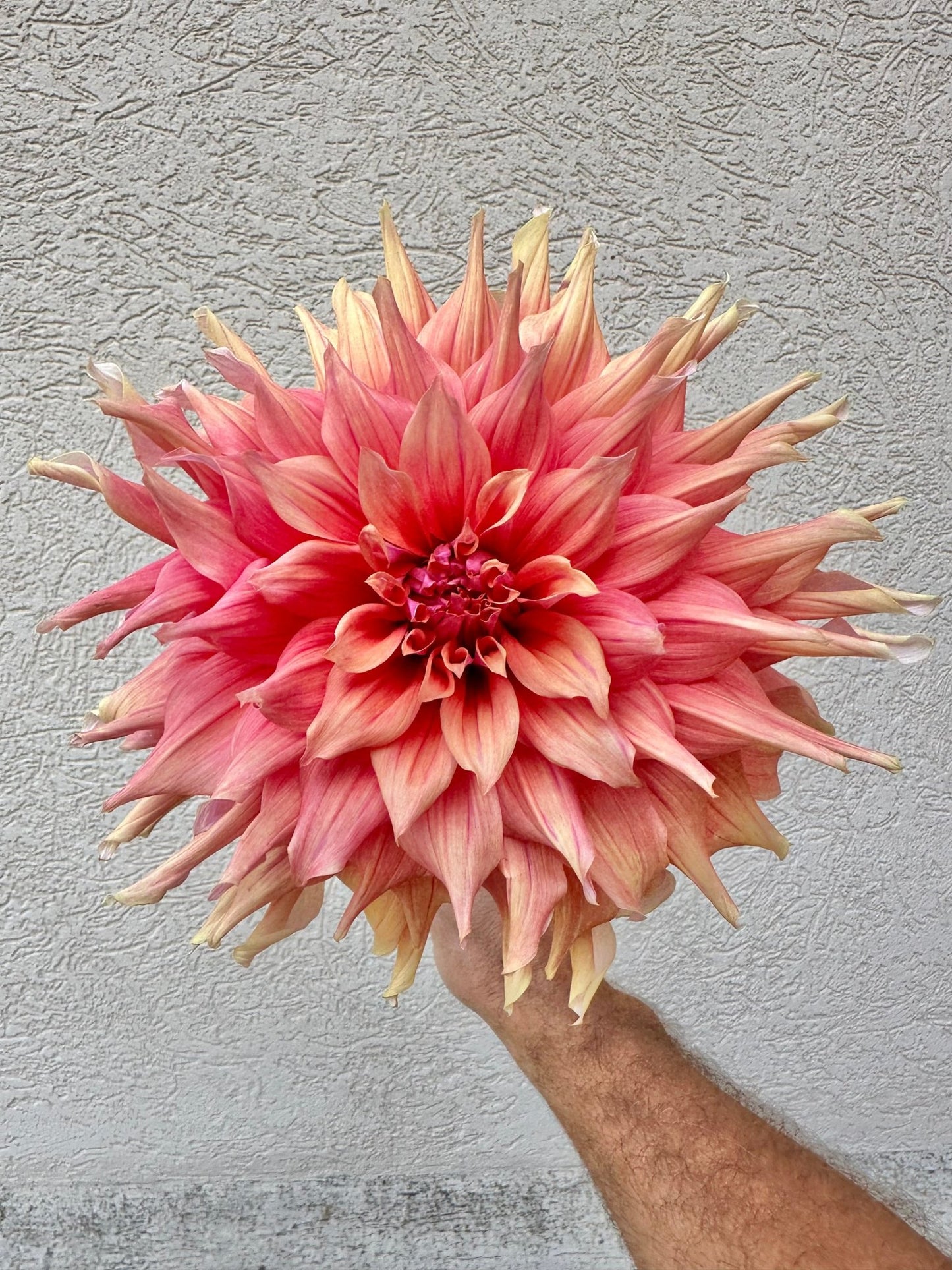 Belle of Barmera dahlia tuber - Pedaling Petals