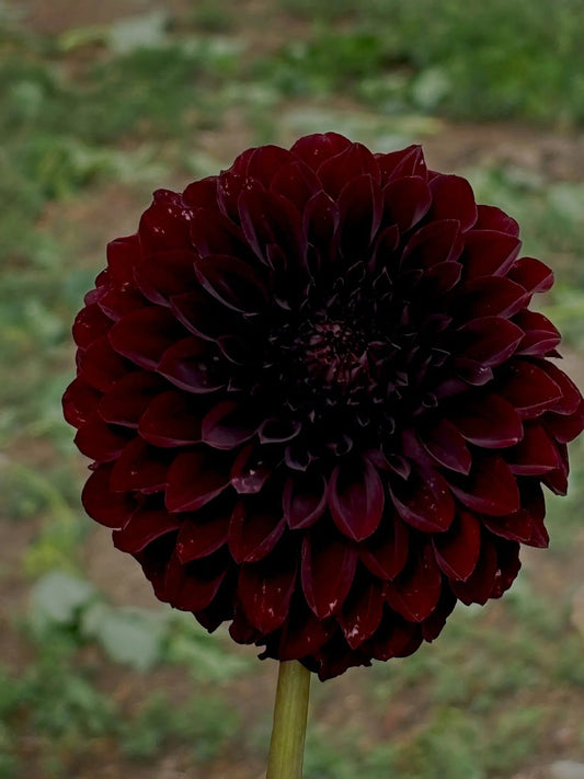 Black Satin burgundy dahlia bloom - Pedaling Petals