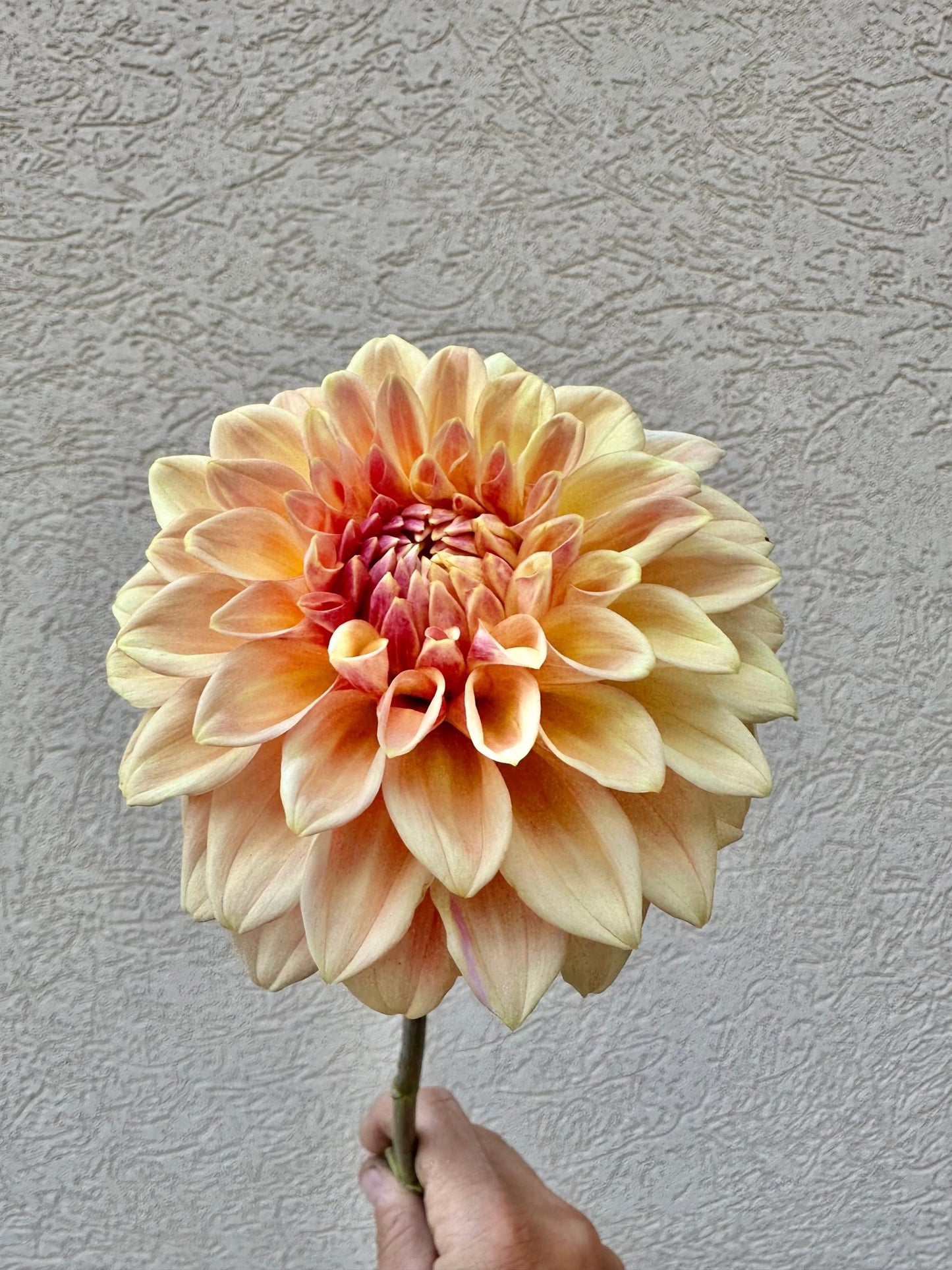 Bloomquist Alan dahlia tuber - Pedaling Petals