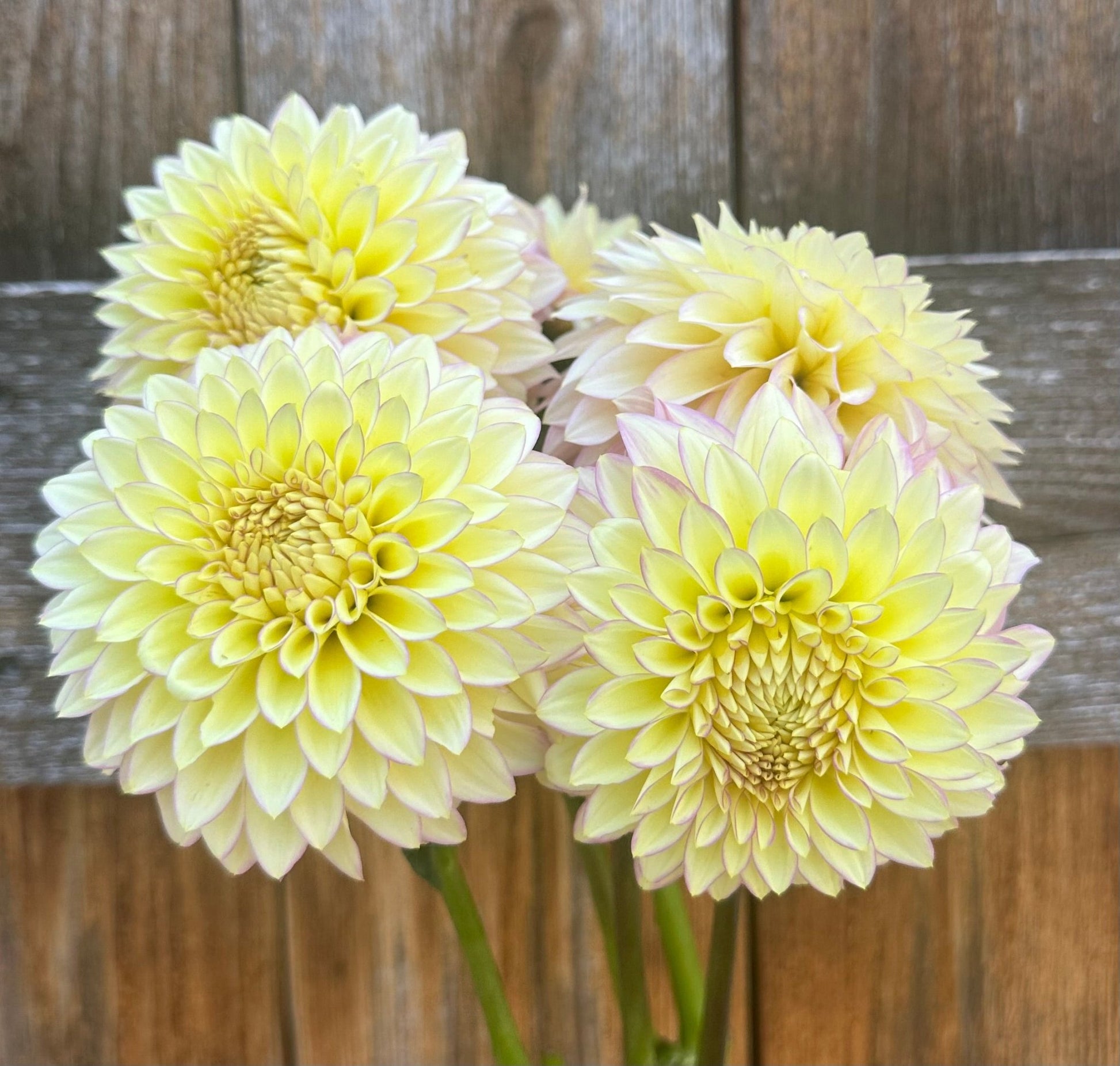 Bloomquist Blush dahlia tuber - Pedaling Petals