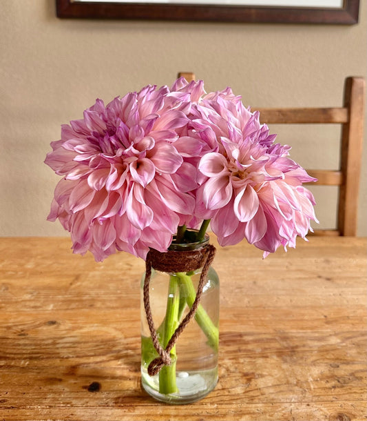 Bloomquist Compare dahlia tuber - Pedaling Petals