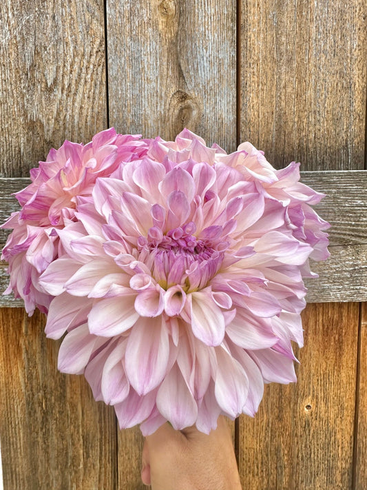 Bloomquist Compare dahlia tuber - Pedaling Petals