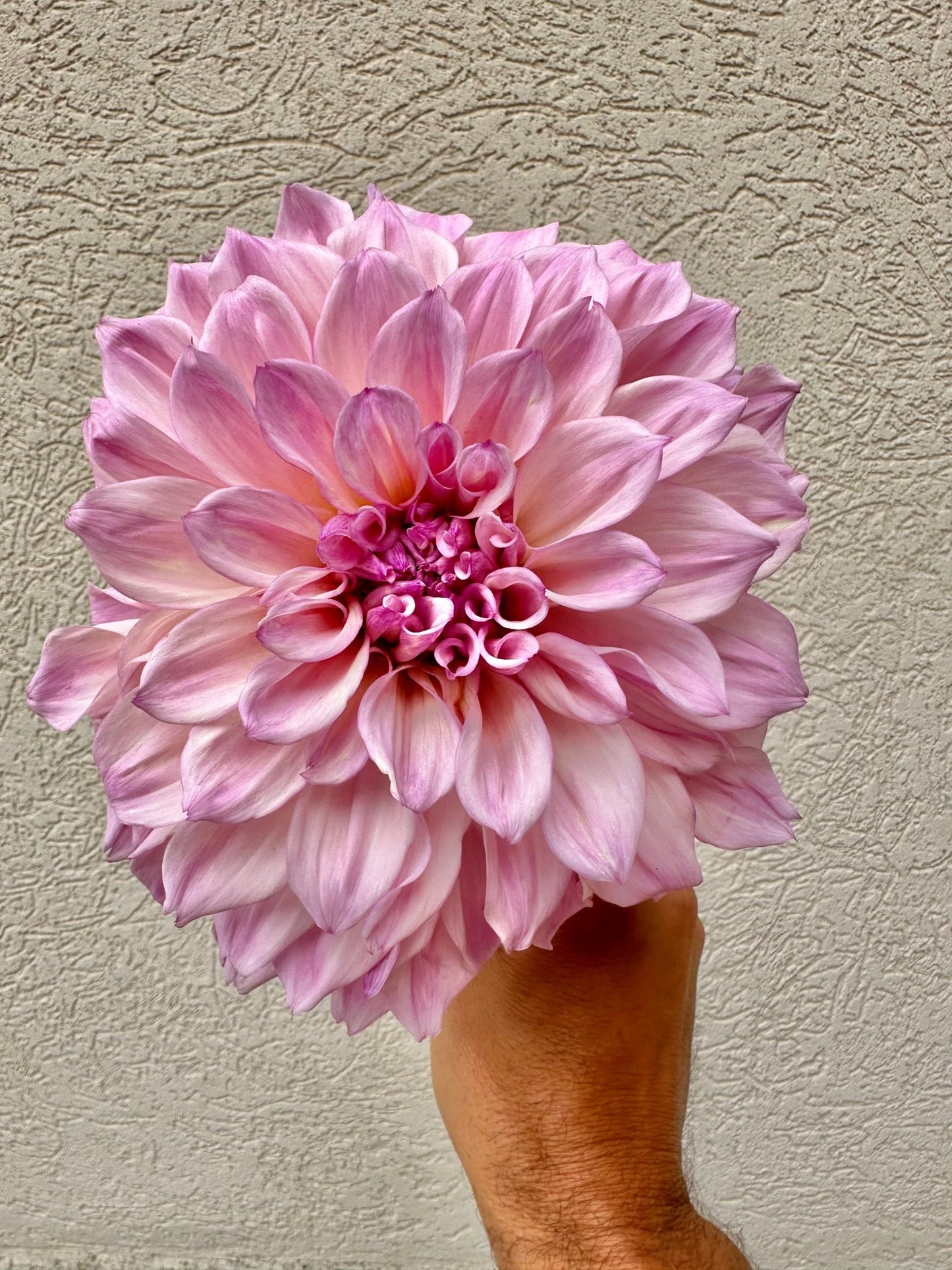 Bloomquist Compare dahlia tuber - Pedaling Petals