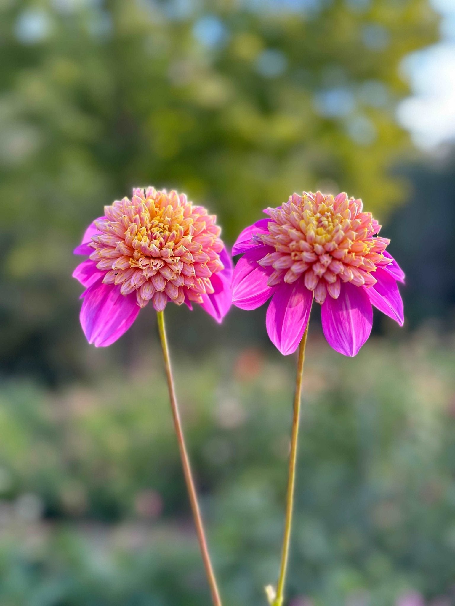 Bloomquist Ginnie dahlia tubers for sale in Colorado – Pedaling Petals