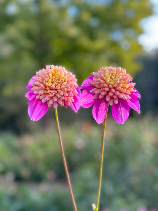 Bloomquist Ginnie dahlia - Pedaling Petals