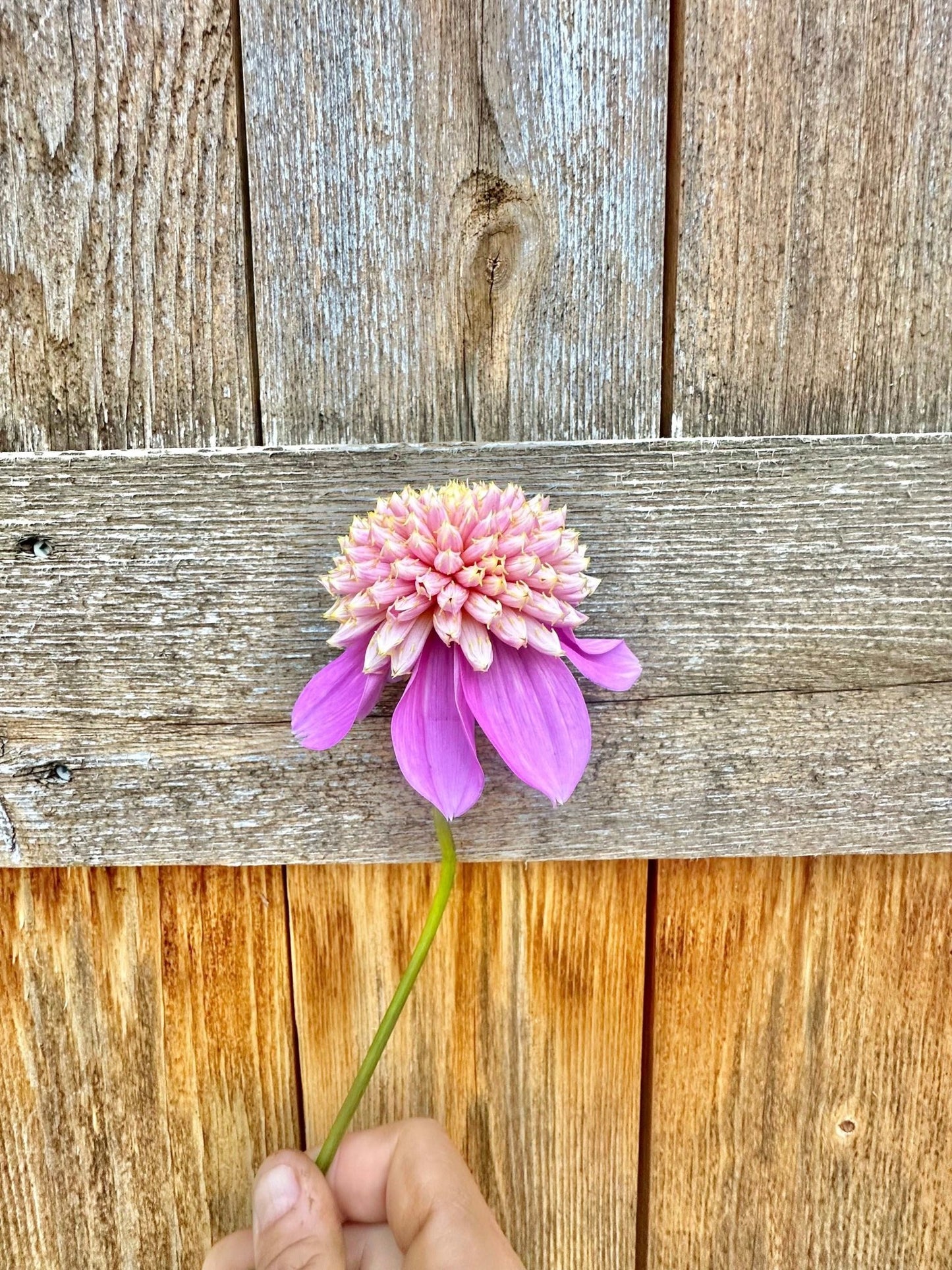 Bloomquist Ginnie dahlia - Pedaling Petals