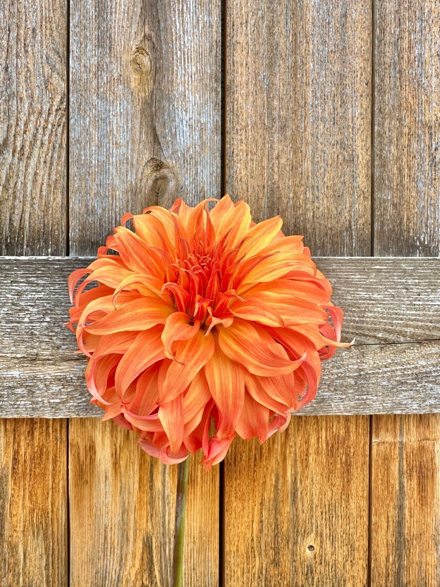 Bloomquist Jean dahlia tuber - Pedaling Petals