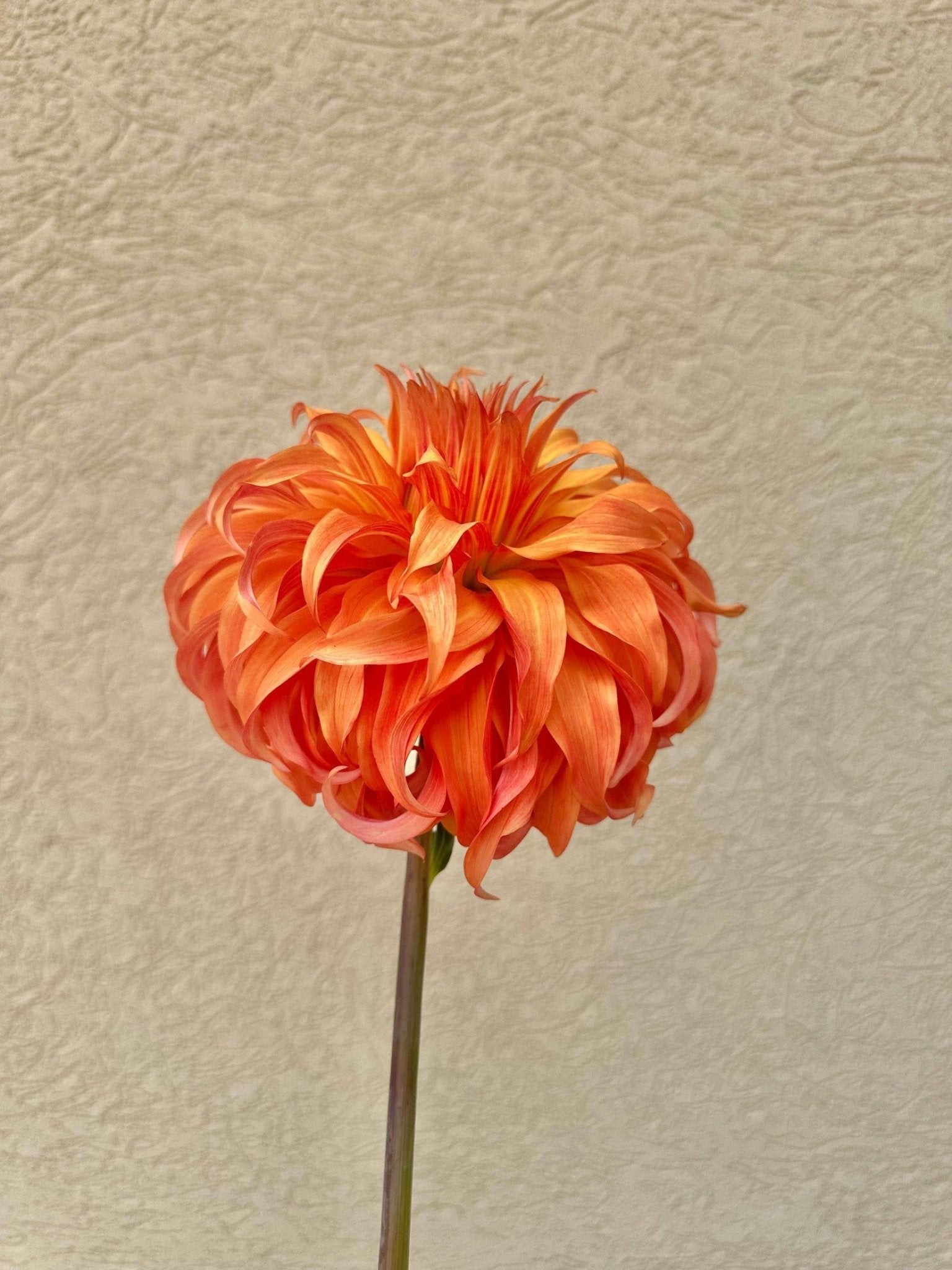 Bloomquist Jean dahlia tuber - Pedaling Petals