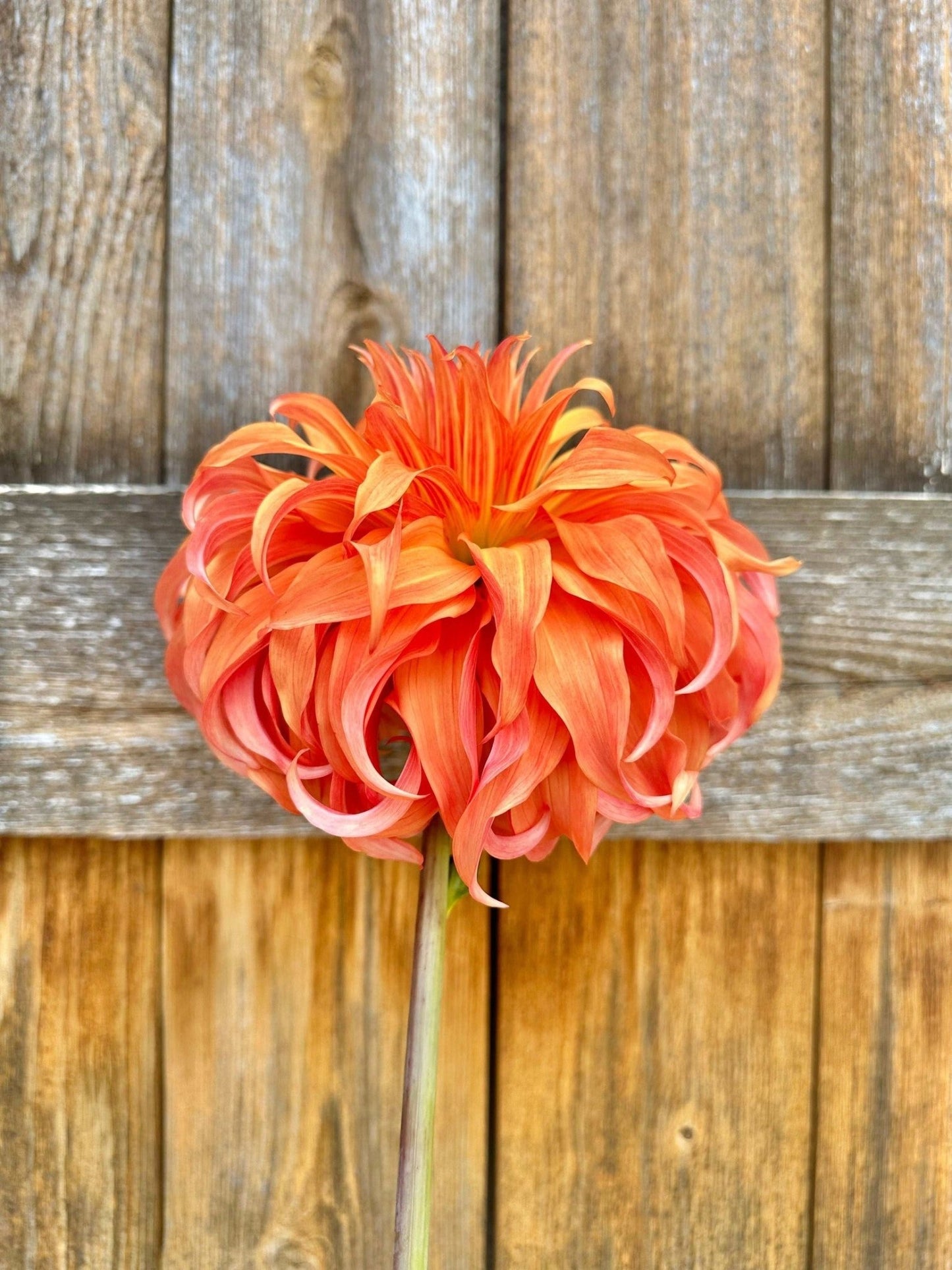 Bloomquist Jean dahlia tuber - Pedaling Petals