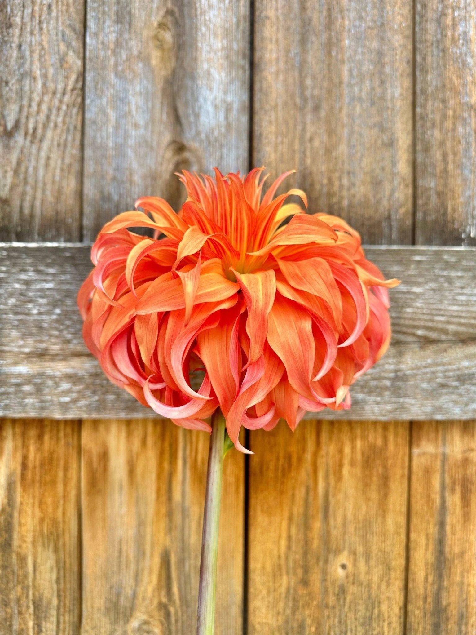 Bloomquist Jean dahlia tuber - Pedaling Petals