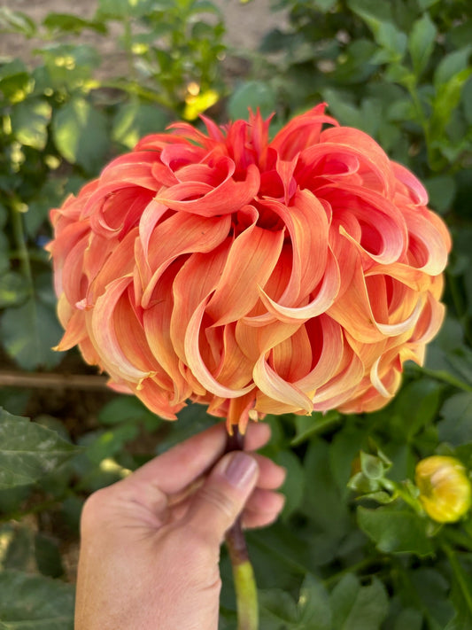 Bloomquist Jean dahlia tuber - Pedaling Petals