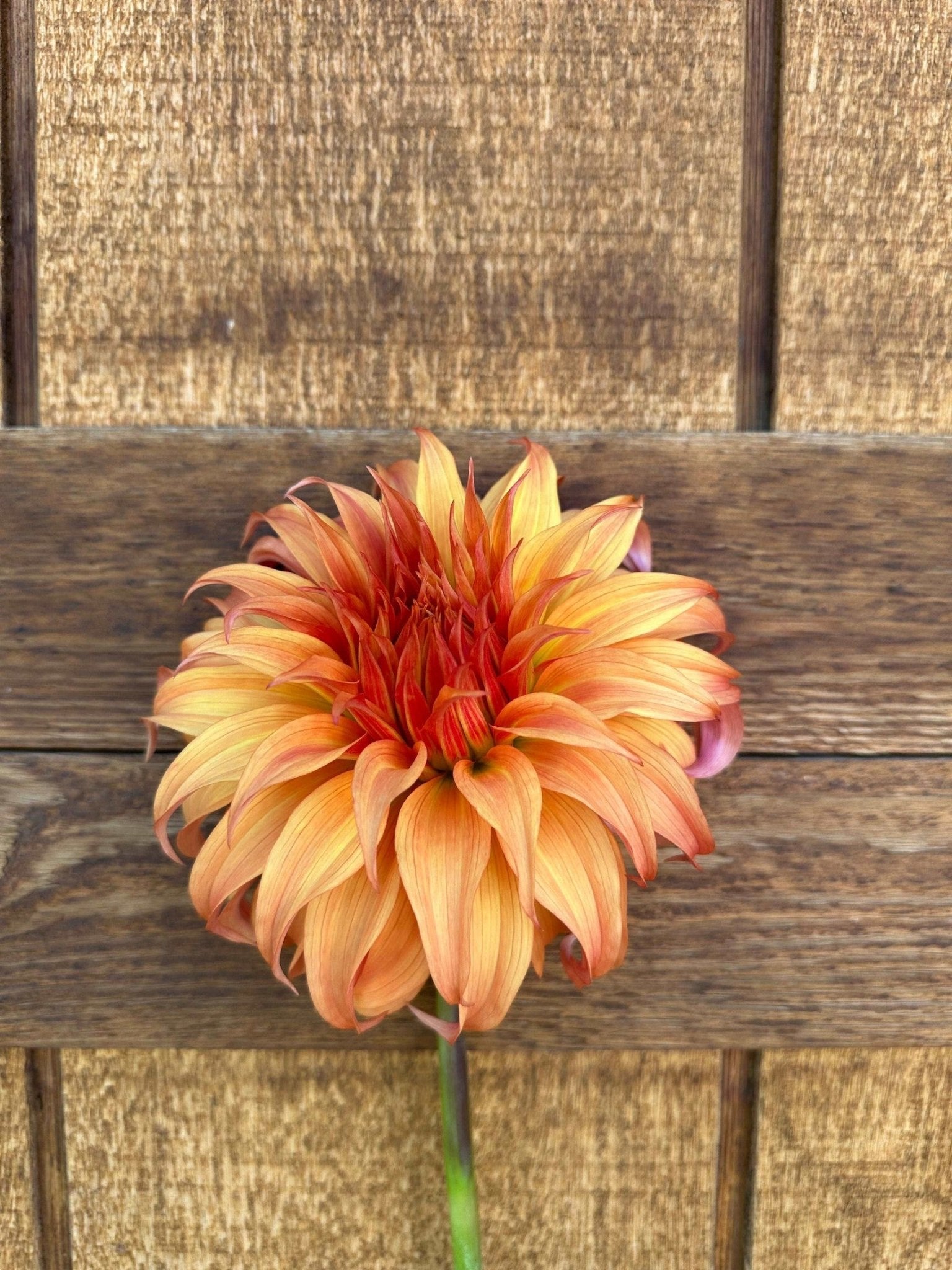 Bloomquist Jean dahlia tuber - Pedaling Petals