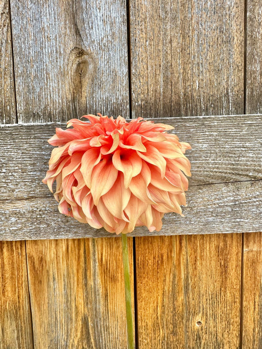 Bloomquist Pleasing dahlia tuber - Pedaling Petals
