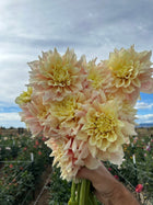 Breakout dahlia tuber