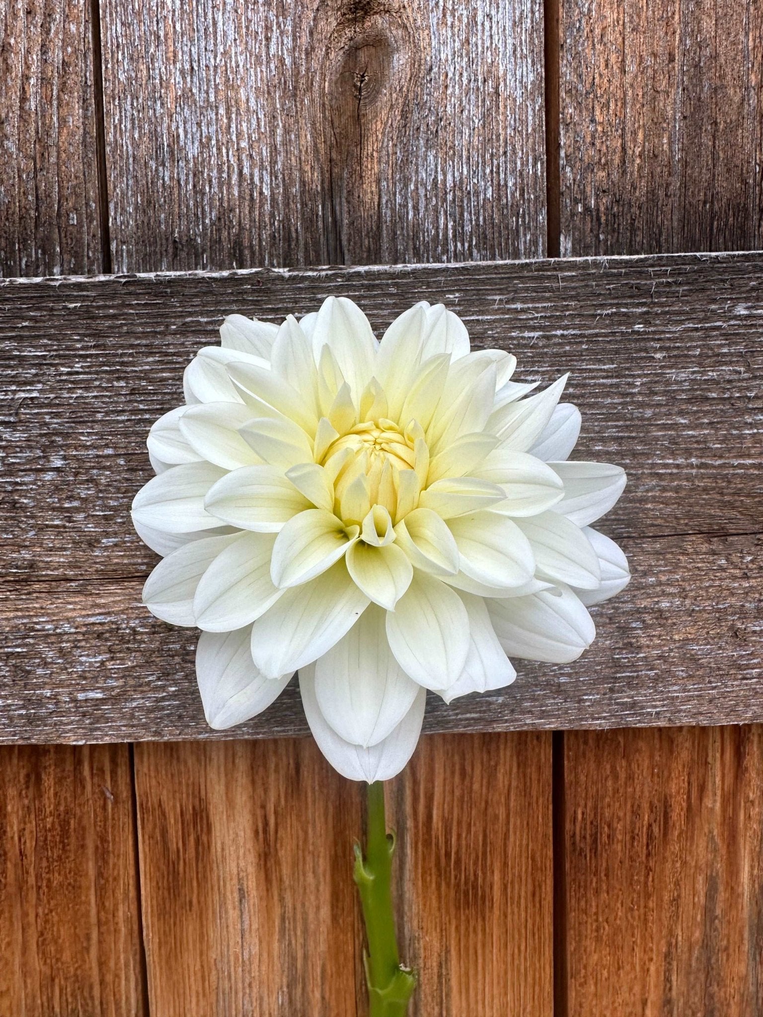 Bridezilla dahlia tuber - Pedaling Petals
