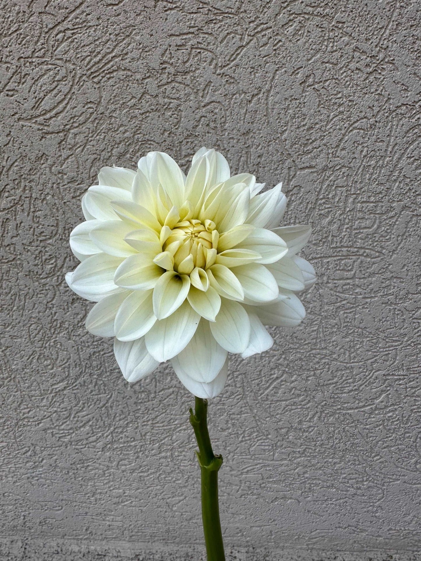 Bridezilla dahlia tuber - Pedaling Petals