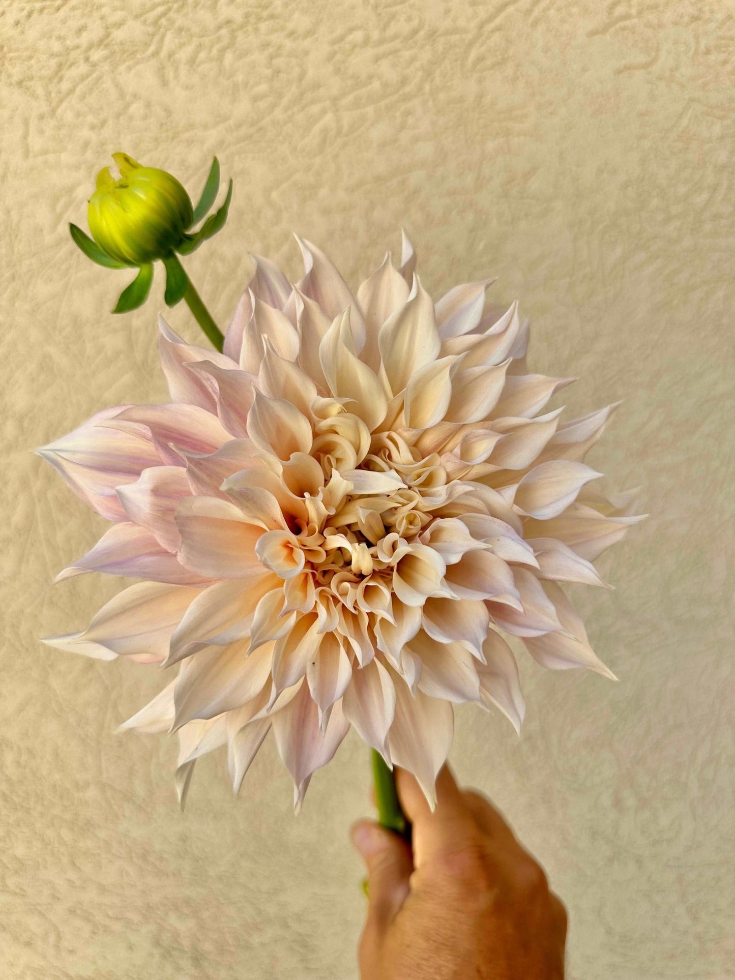Cafe Au Lait dahlia tuber - Pedaling Petals