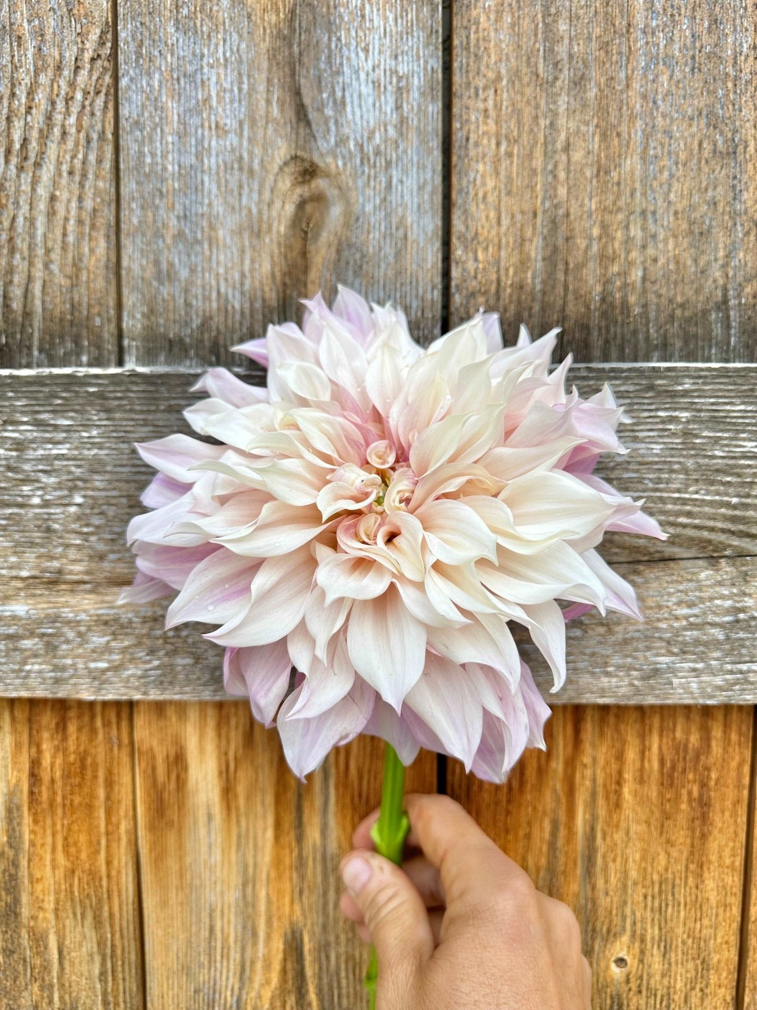 Cafe Au Lait dahlia tuber - Pedaling Petals