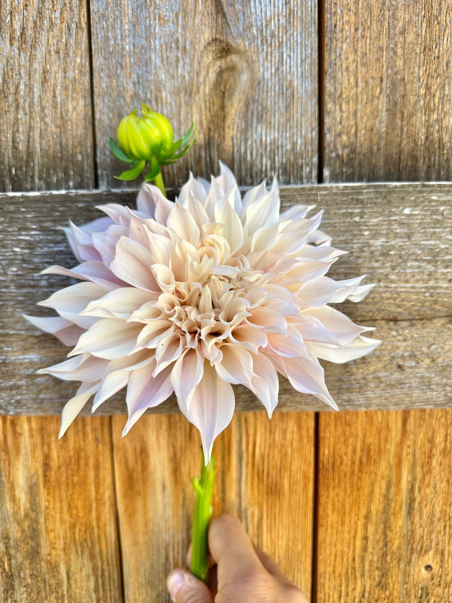 Cafe Au Lait dahlia tuber - Pedaling Petals