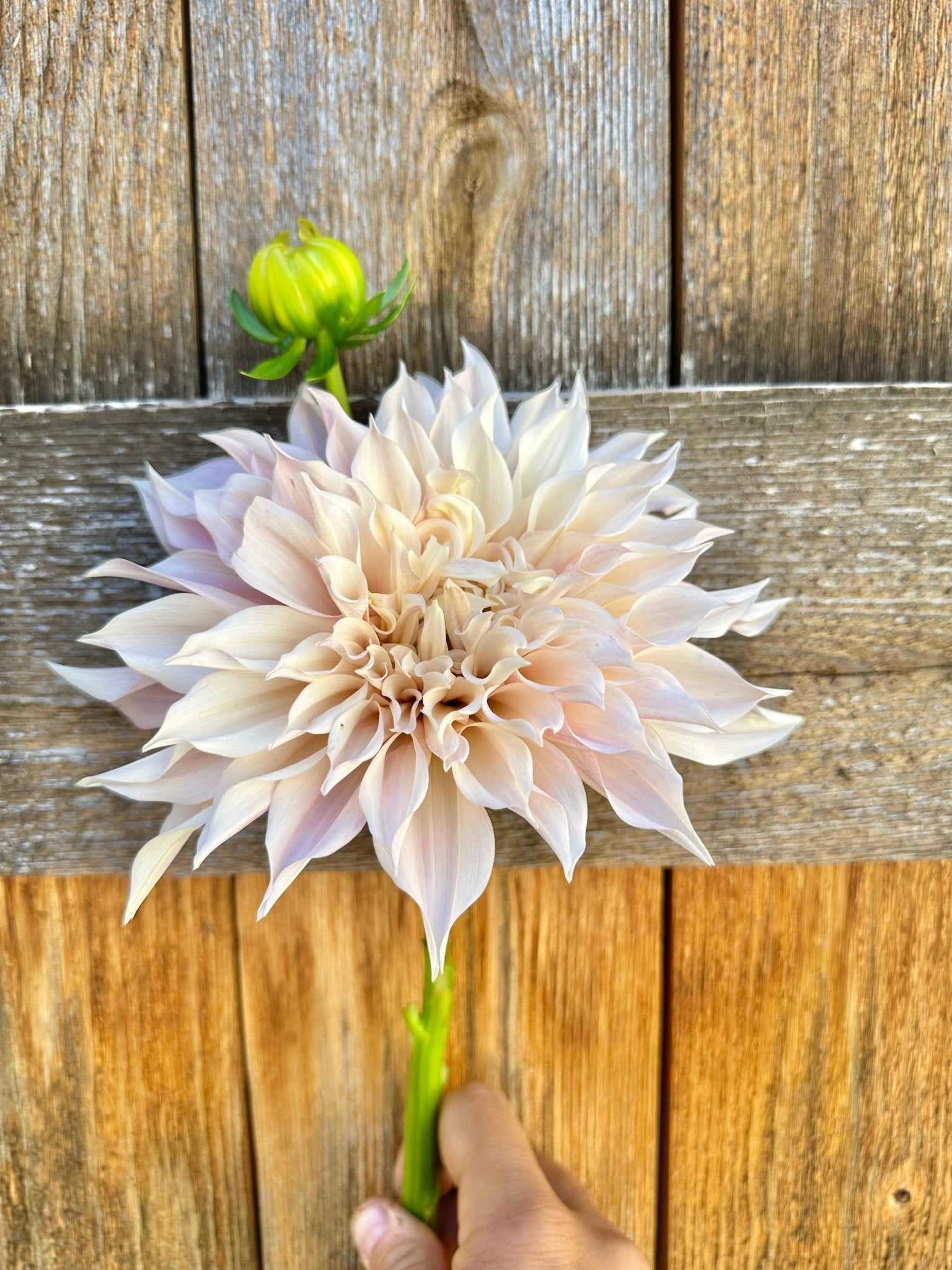 Cafe Au Lait dahlia tuber - Pedaling Petals