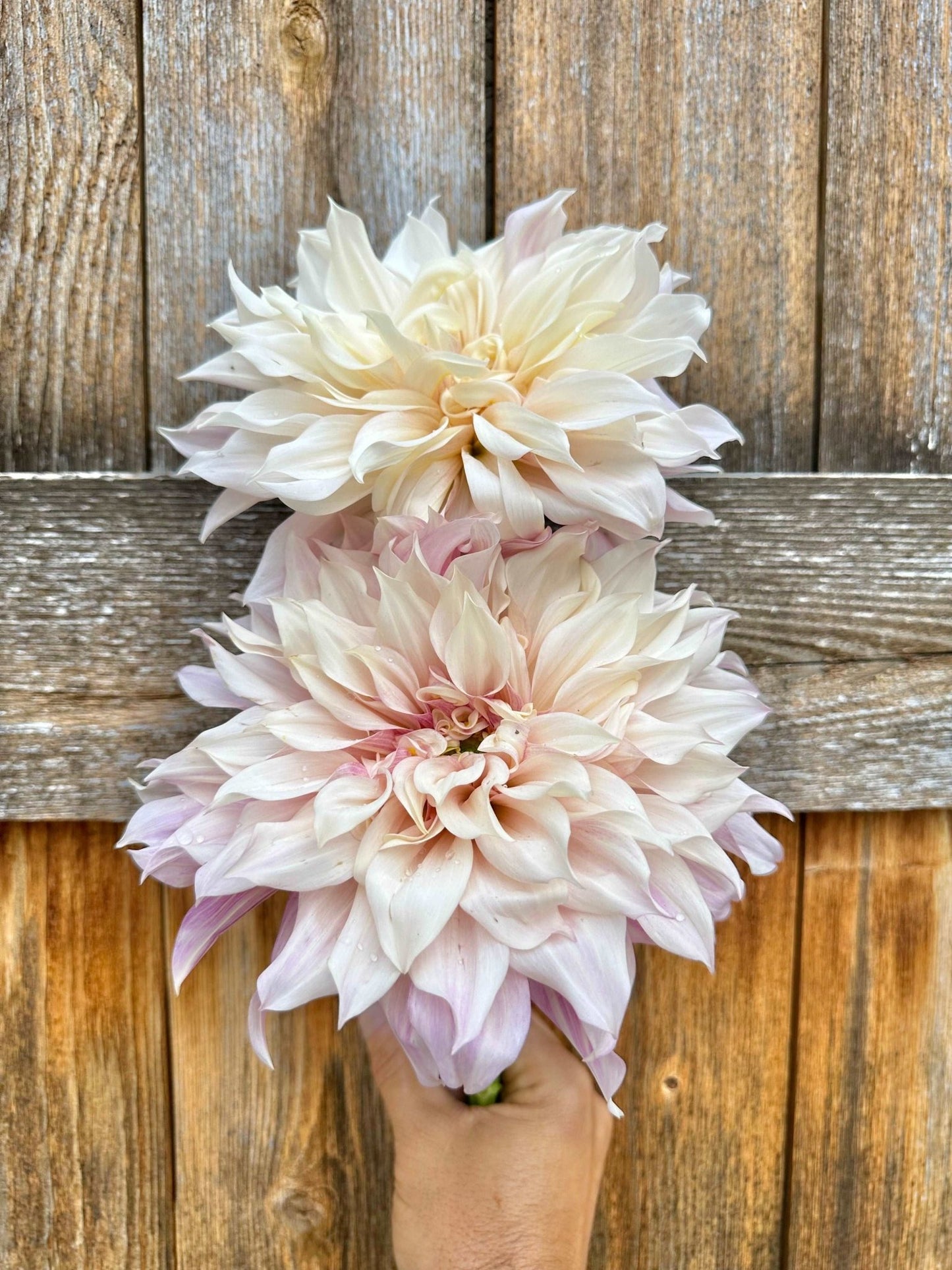 Cafe Au Lait dahlia tuber - Pedaling Petals