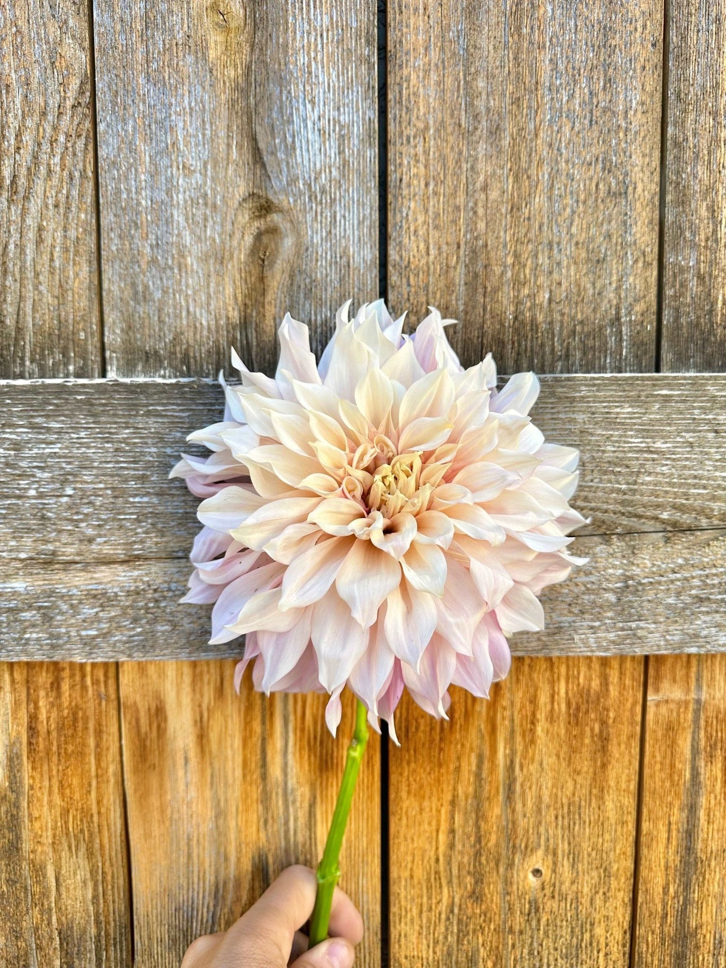 Cafe Au Lait dahlia tuber - Pedaling Petals
