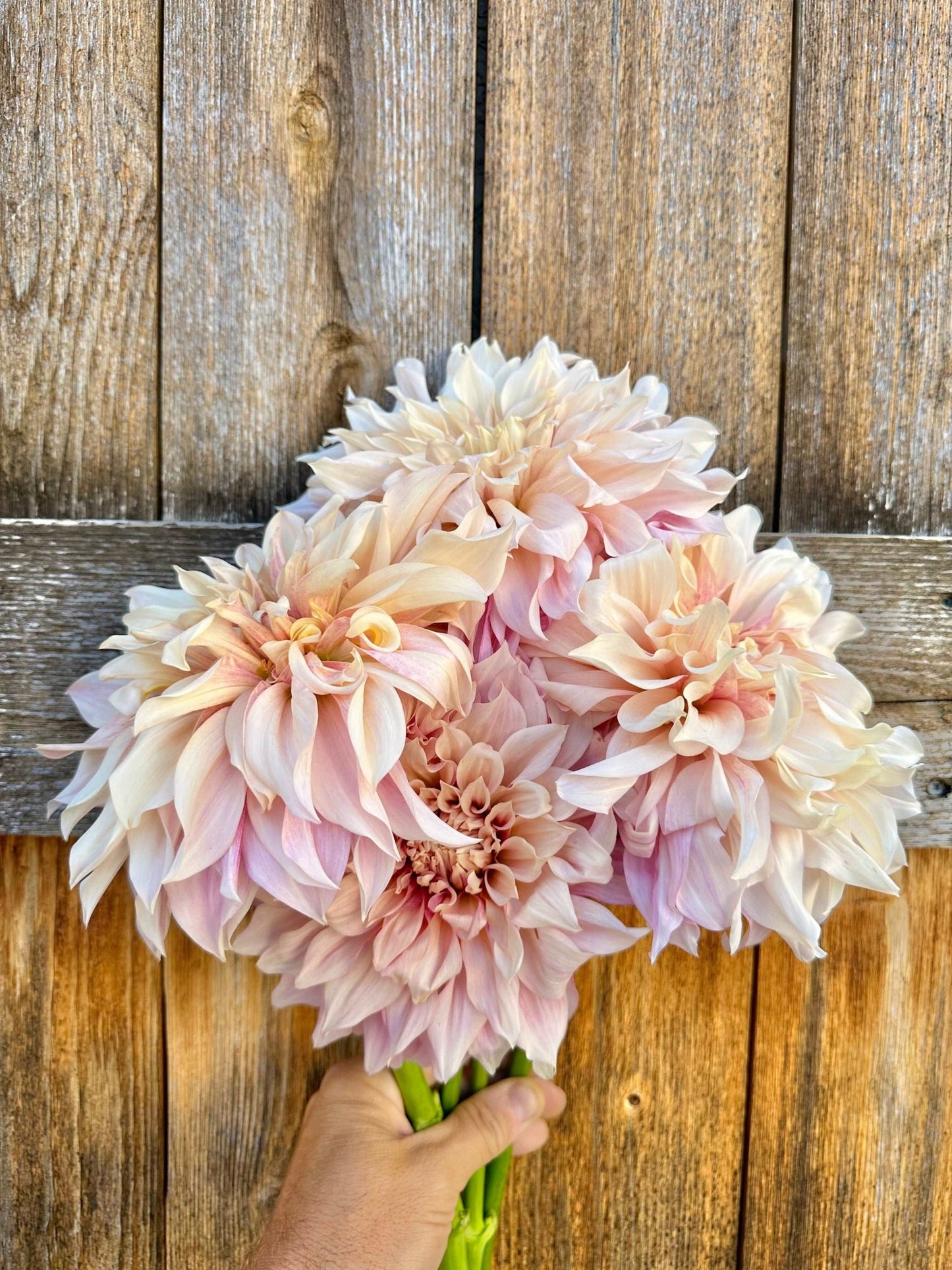 Cafe Au Lait dahlia tuber - Pedaling Petals