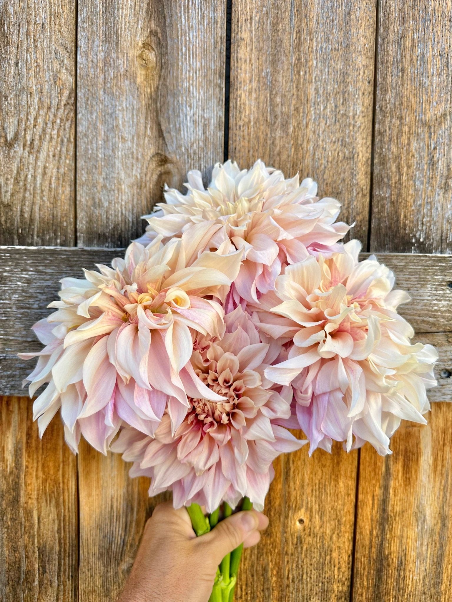 Cafe Au Lait dahlia tuber - Pedaling Petals