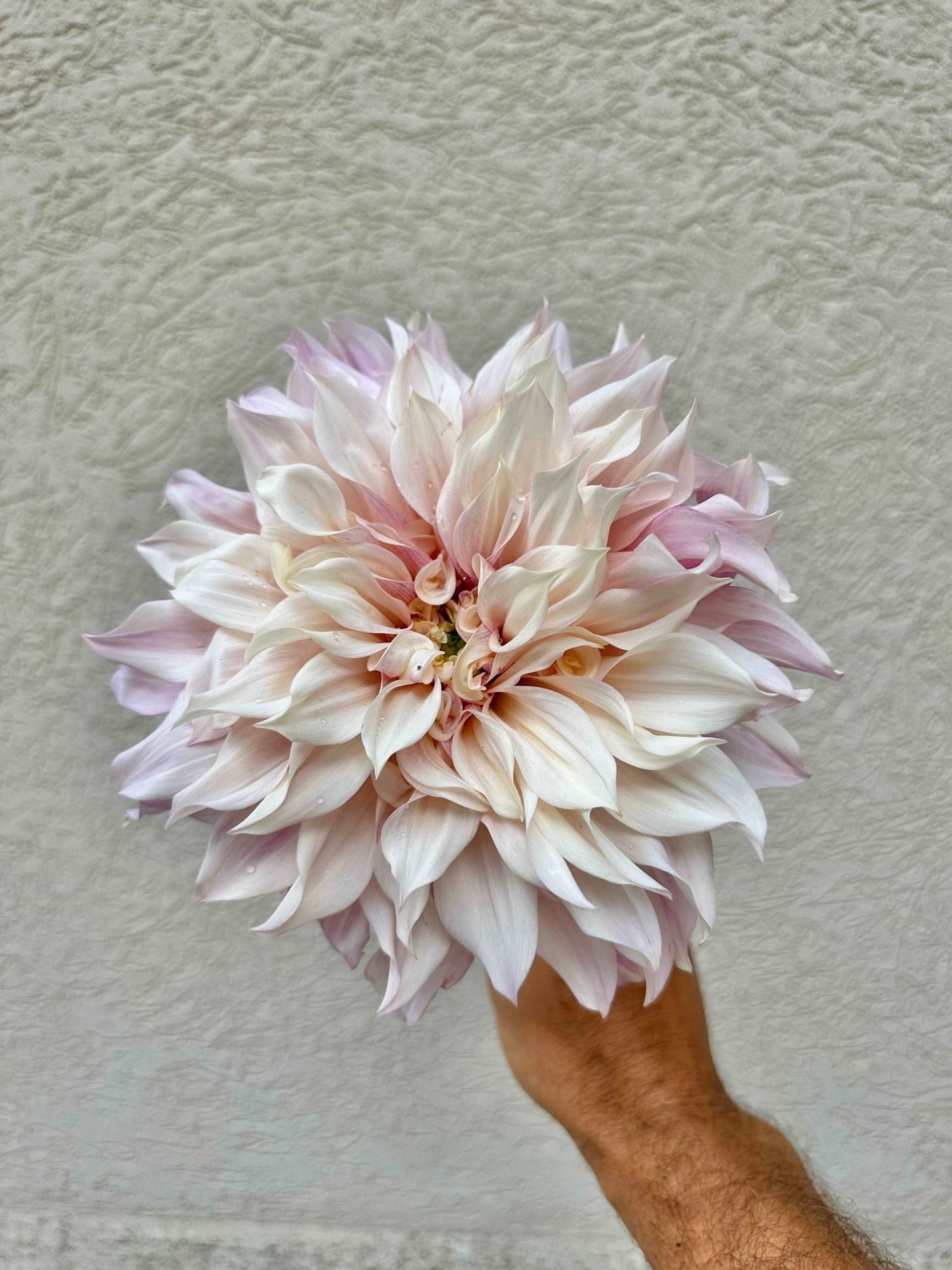Cafe Au Lait dahlia tuber - Pedaling Petals