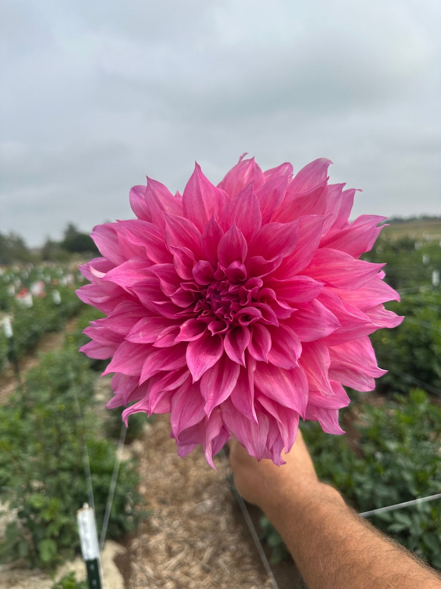 Cafe Au Lait Rose dahlia - Pedaling Petals