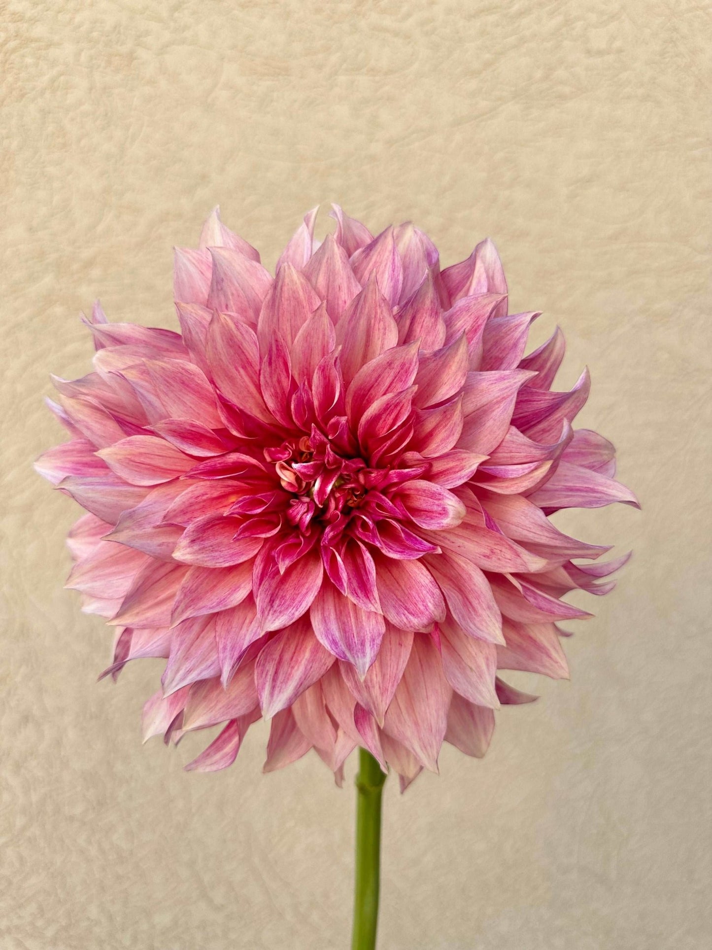 Cafe Au Lait Royal dahlia tuber - Pedaling Petals