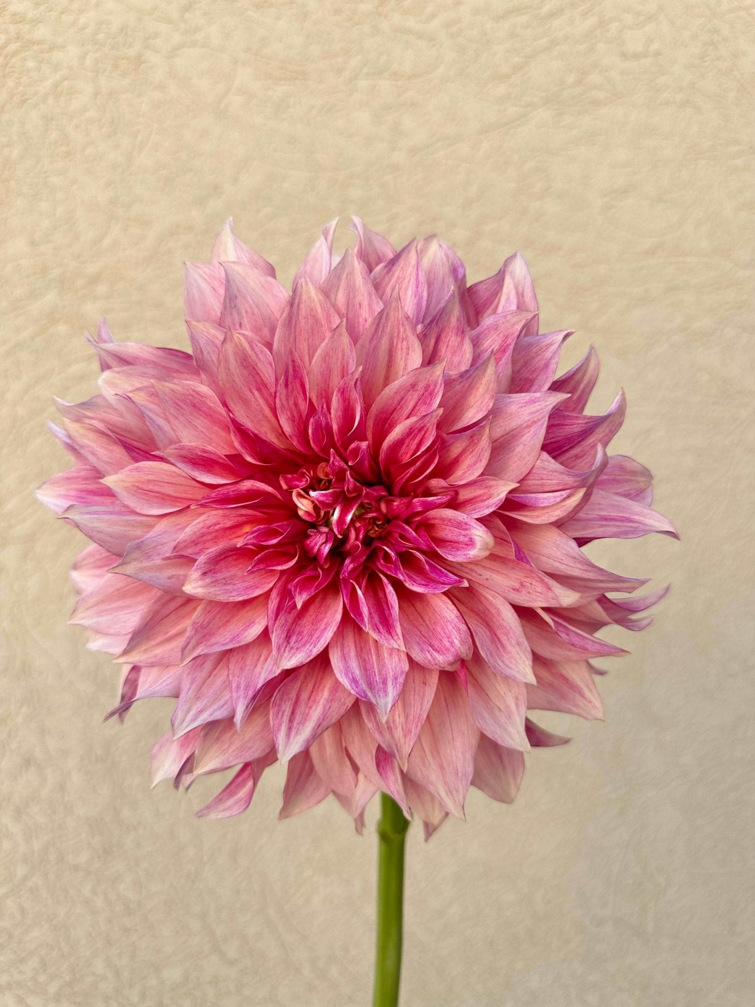 Cafe Au Lait Royal dahlia tuber - Pedaling Petals