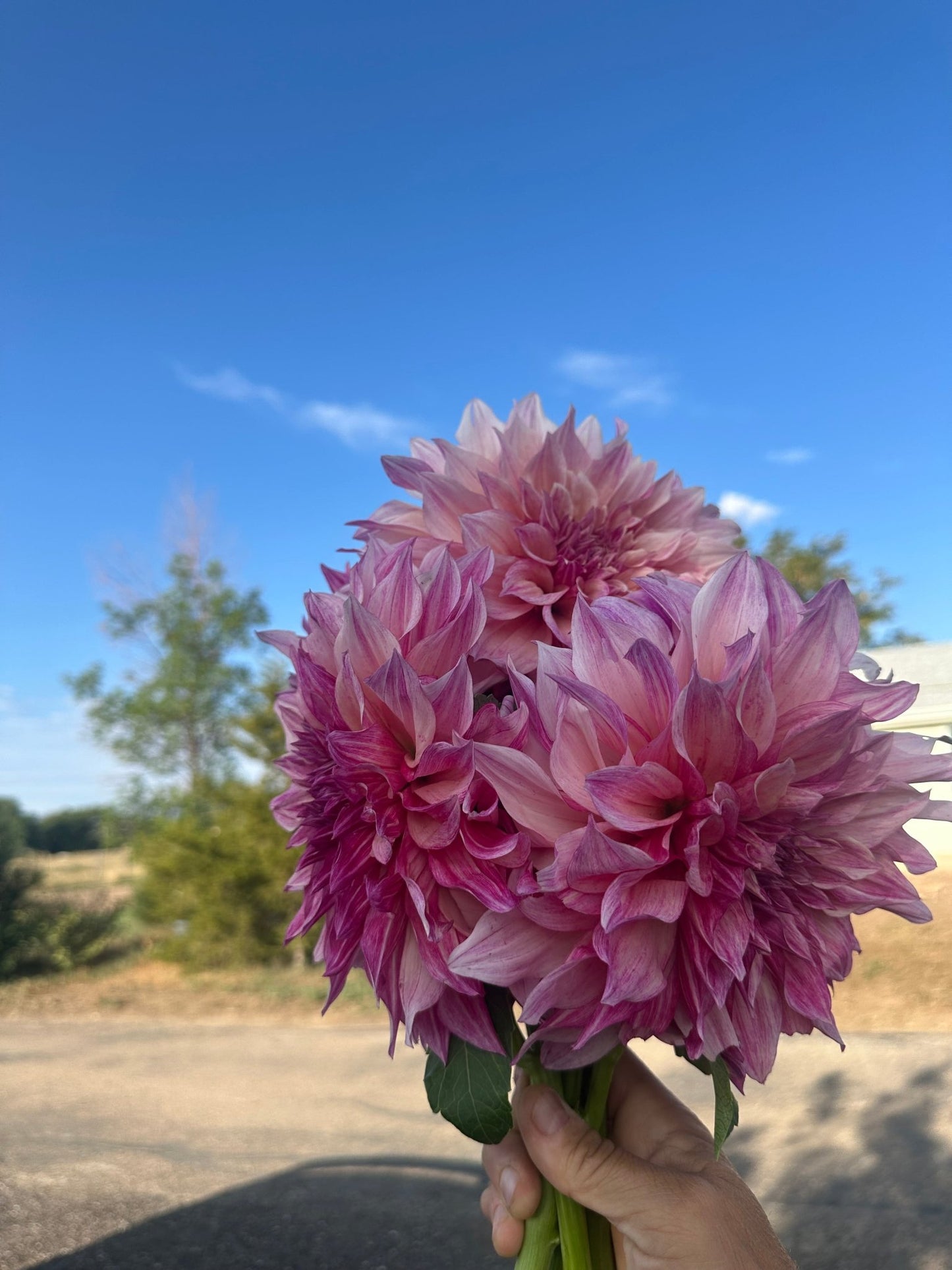 Cafe Au Lait Royal dahlia tuber - Pedaling Petals