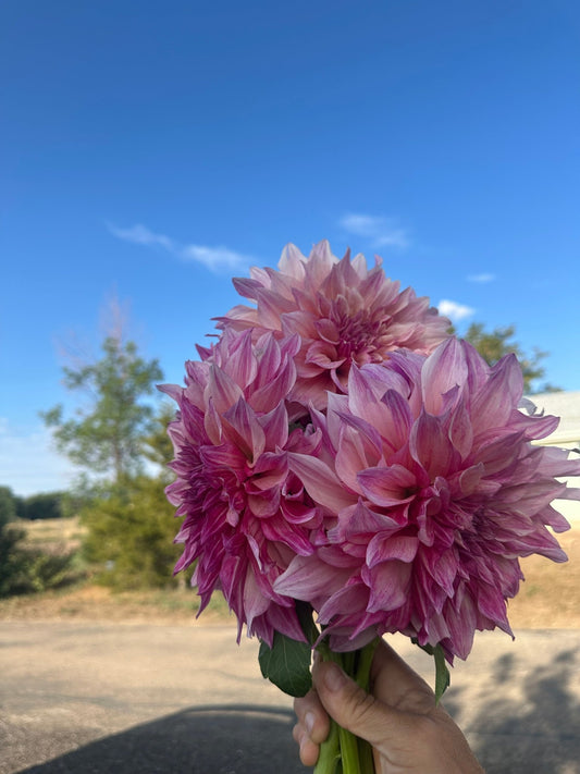 Cafe Au Lait Royal dahlia tuber - Pedaling Petals