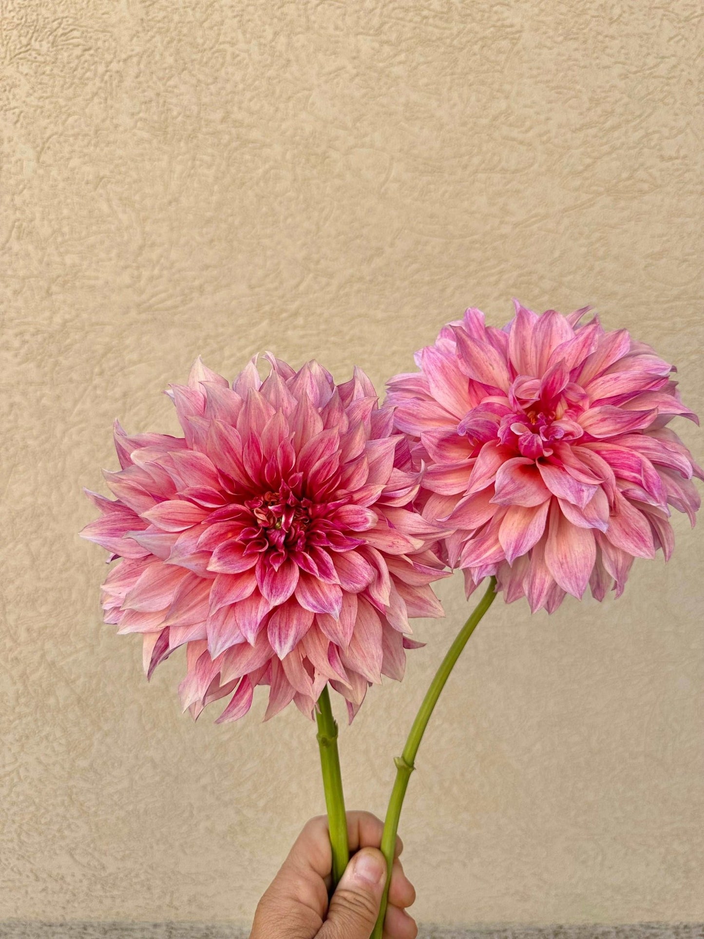 Cafe Au Lait Royal dahlia tuber - Pedaling Petals