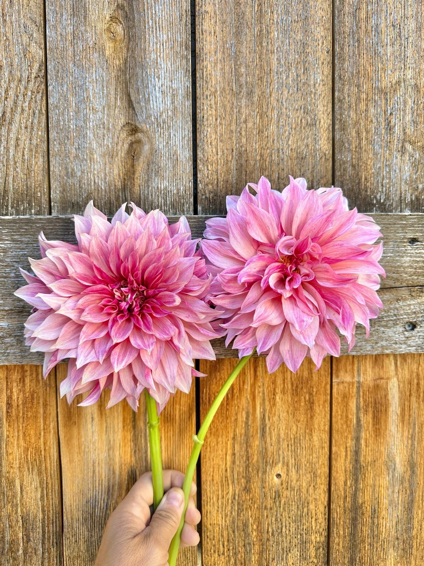 Cafe Au Lait Royal dahlia tuber - Pedaling Petals