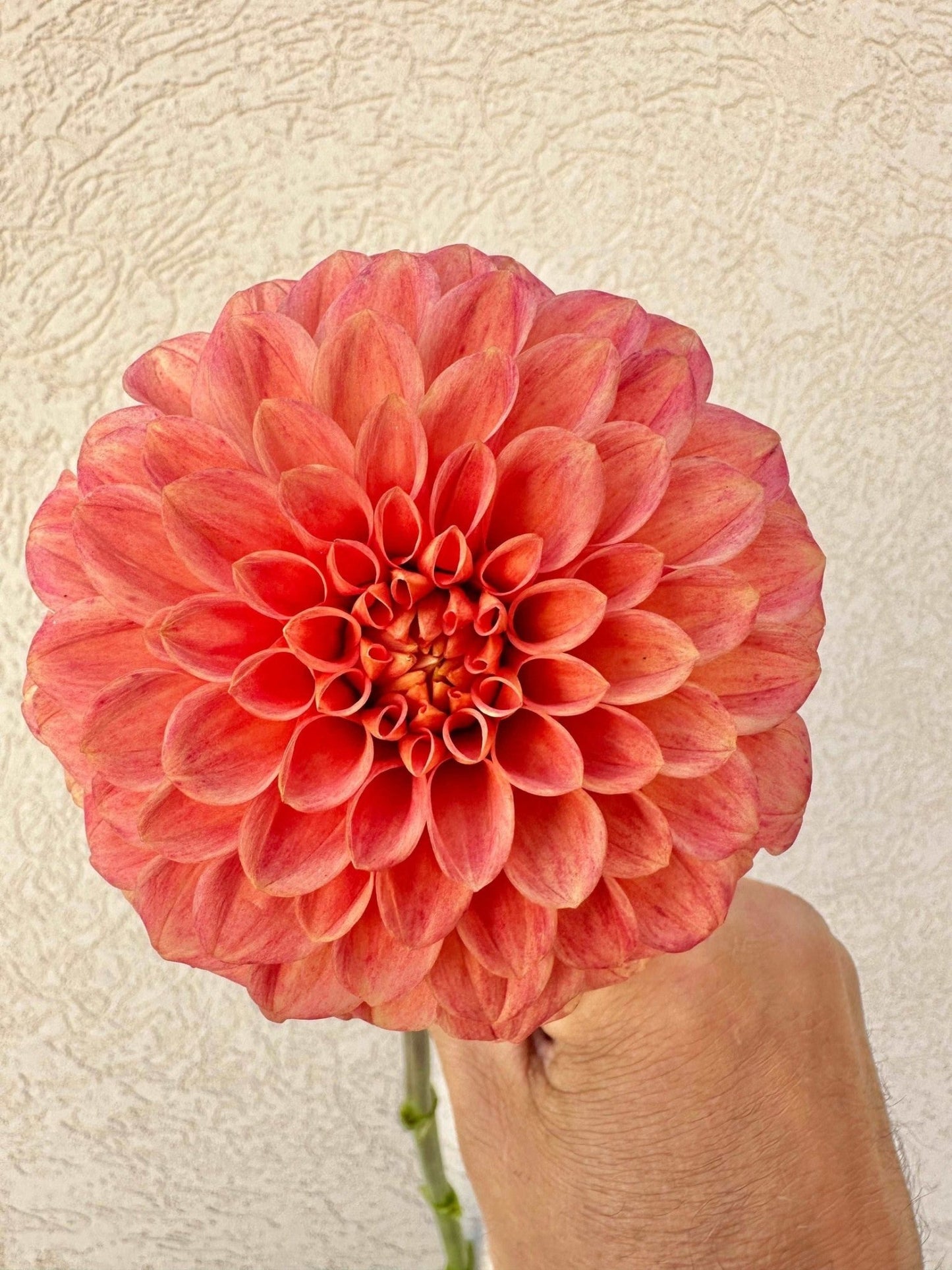 Camano Buz dahlia - Pedaling Petals