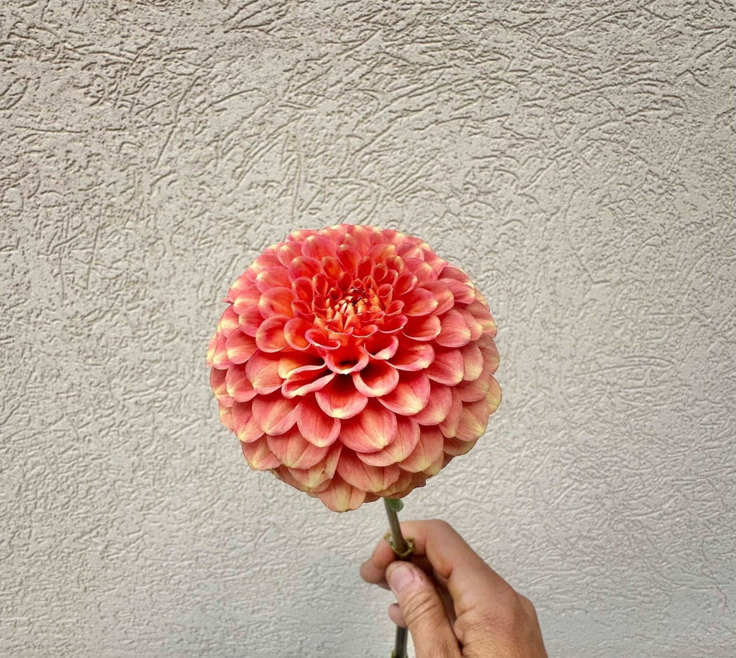 Camano Buz dahlia - Pedaling Petals