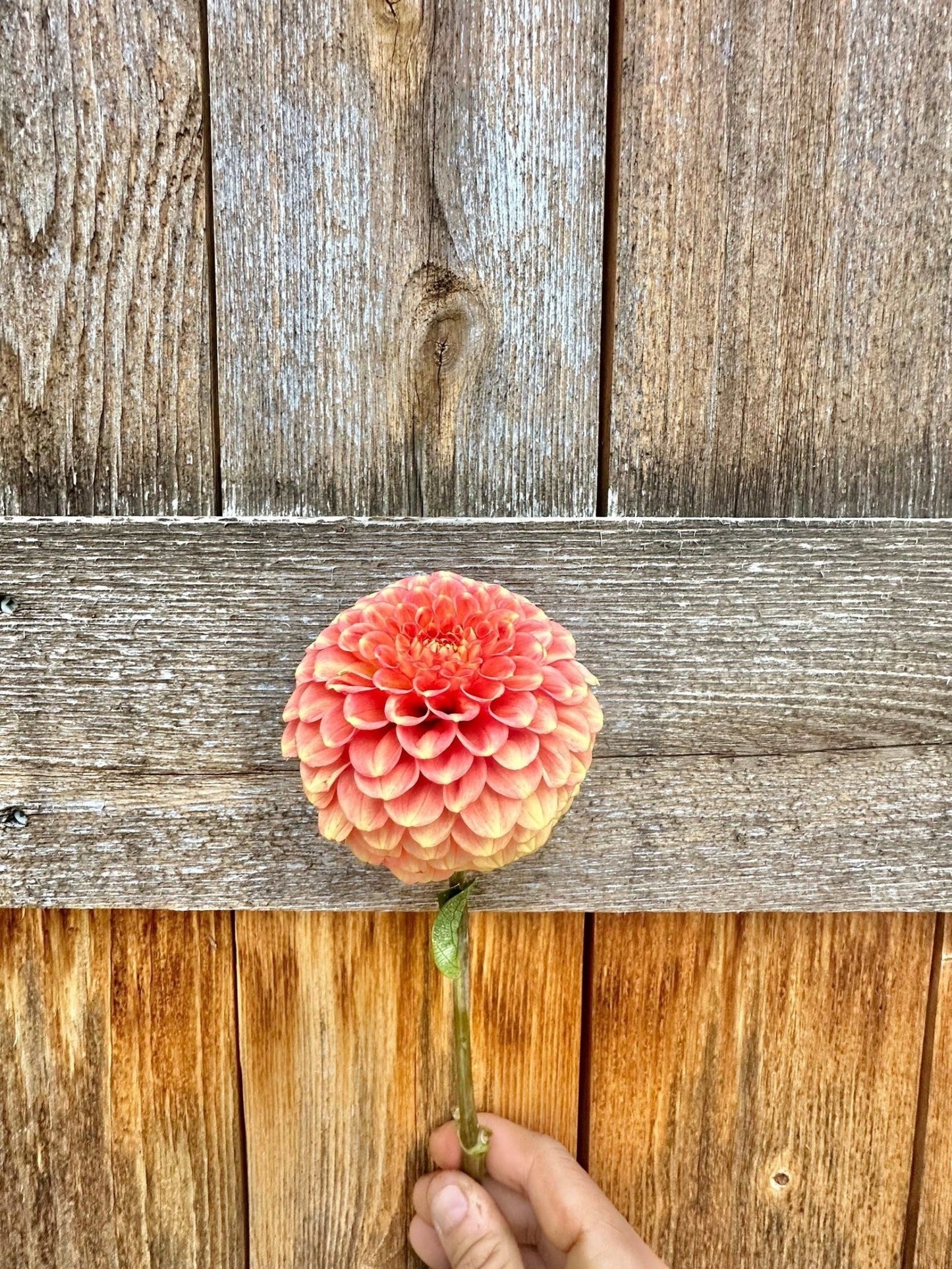 Camano Buz dahlia - Pedaling Petals