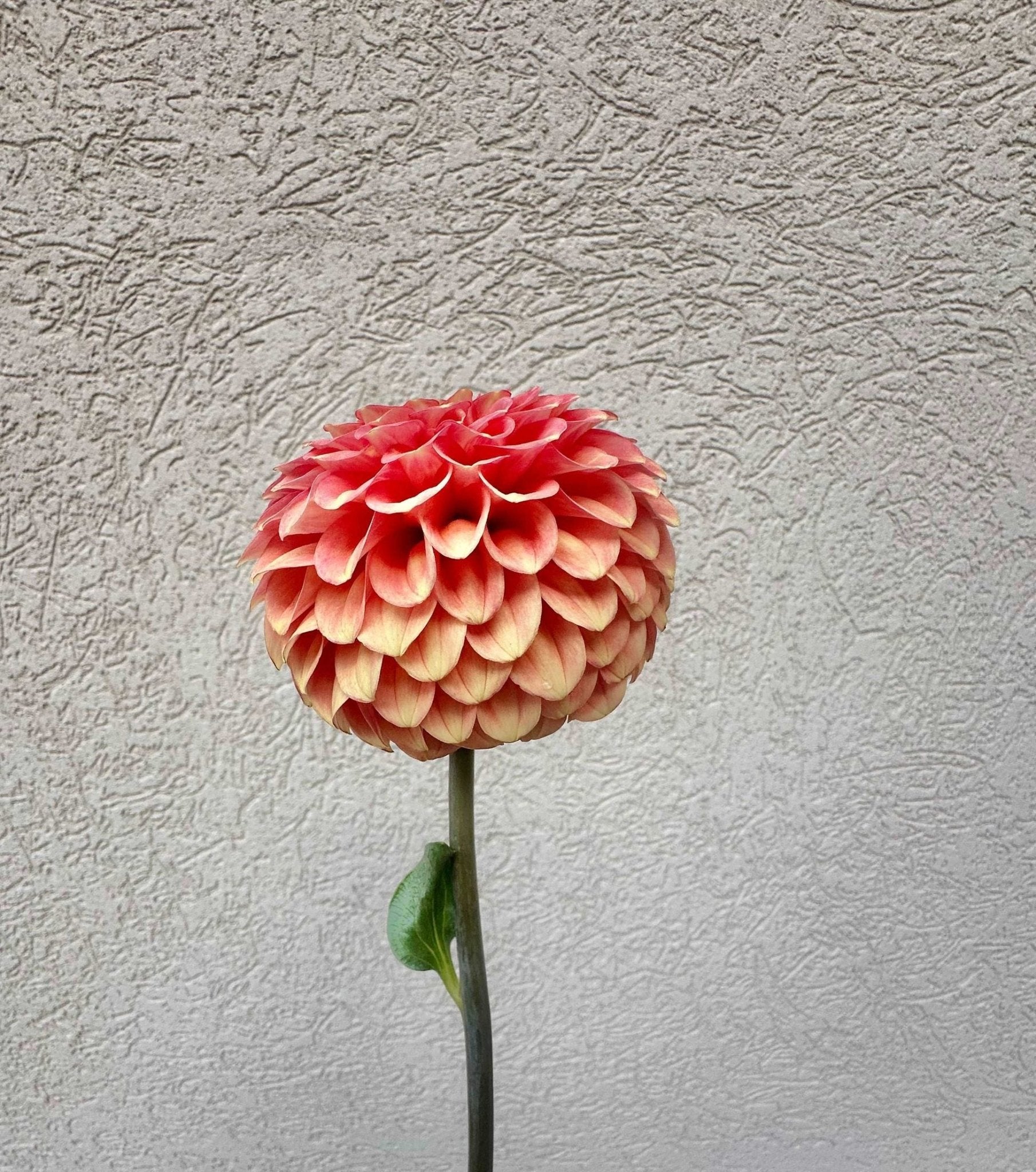 Camano Buz dahlia - Pedaling Petals