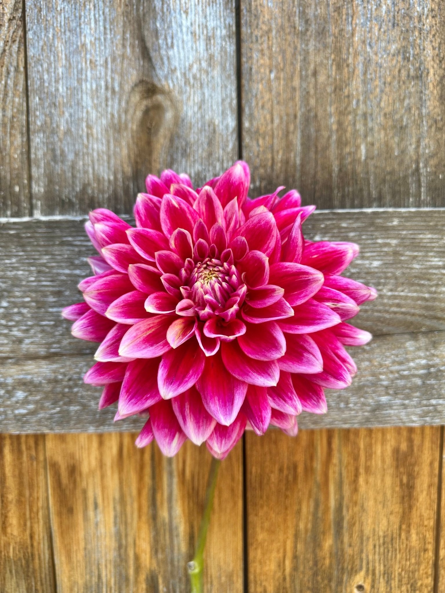 Canby Centennial dahlia tuber - Pedaling Petals