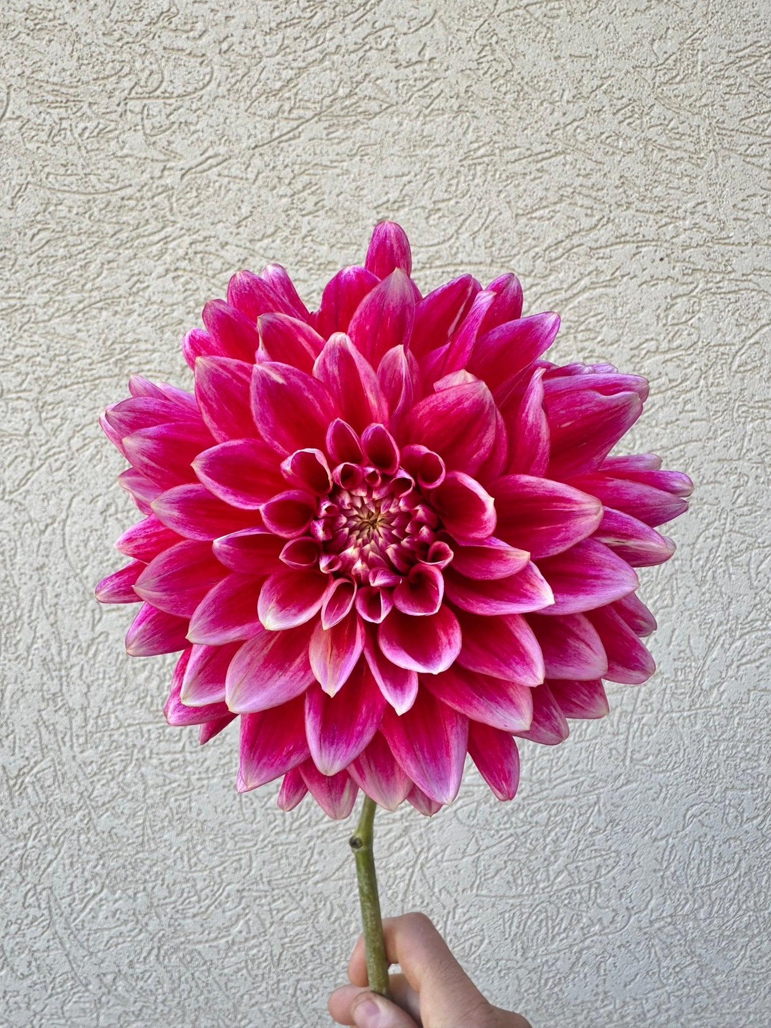 Canby Centennial dahlia tuber - Pedaling Petals